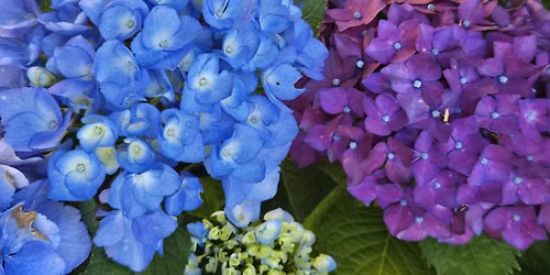 Garden Party