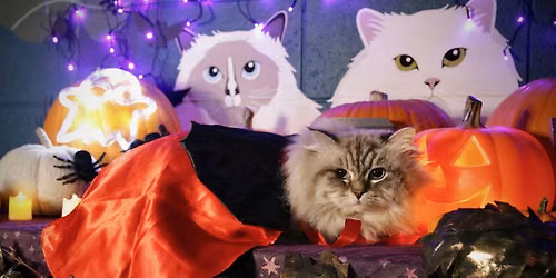 PURR Pumpkin Patch Photoshoot 2026