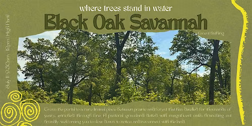Forest Bathing in the Black Oak Savannah