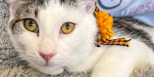 Cat & Kitten Adoption Event