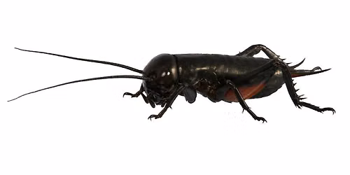Bugs as Food