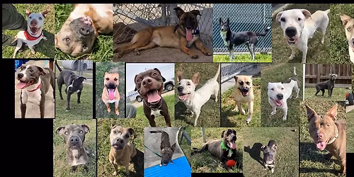 City Of Humble Adoption Event 