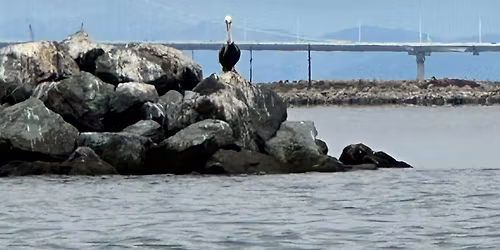 Alameda morning paddle