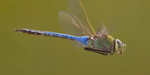 Dragonfly ID Hike