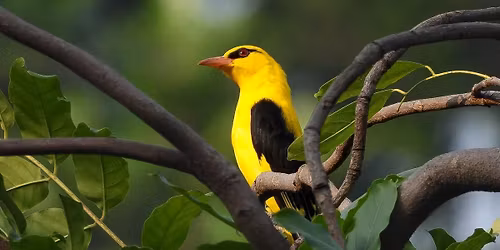 Birds for beginners at Maharashtra Nature Park