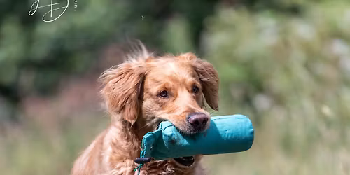 Beginner's Fun Training Classes for Pet Gun Dogs - pay as you go