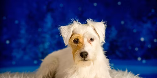 Brandon Agility Christmas Pet Photo Minis