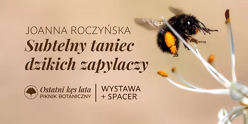 Subtelny taniec dzikich zapylaczy | WYSTAWA FOTOGRAFII Joanny Roczy\u0144skiej
