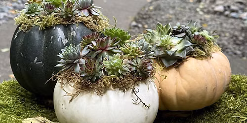 Succulent Pumpkin Workshop