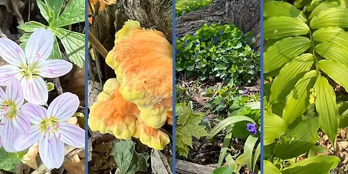 Grow and Gather: Spring Foraging