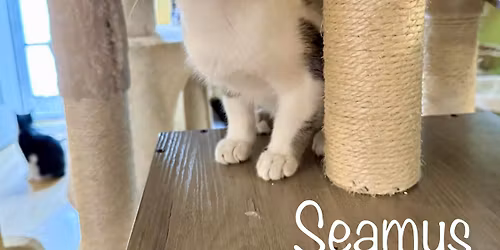 ADOPTION DAY on MILNER