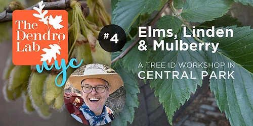 Elm Identification Workshop in Central Park w\/Carey Russell