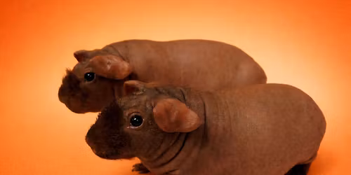 1. DUO v\u00fdstava mor\u010dat Moravec