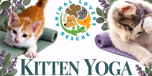 Kitten Yoga With Animal Lovers Rescue at the Peacemaker