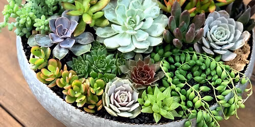 SAN DIEGO: Succulent Arrangements with Jes