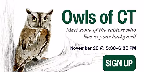 Owls of Connecticut