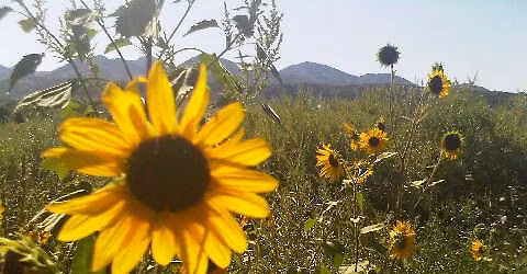 Practitioners In The Park