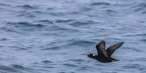 BIPOC Birding Cruise