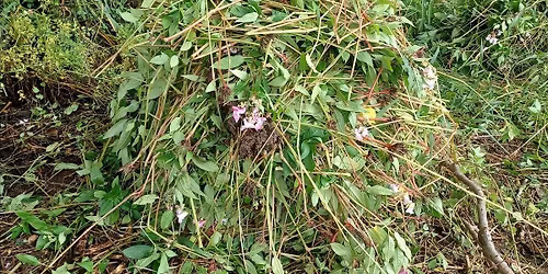 Corporate Wild Work Day: Conservation Day at  Sheffield Park, East Sussex