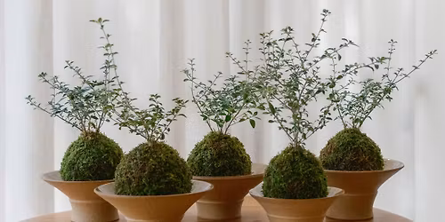 Kokedama - Class & Workshop