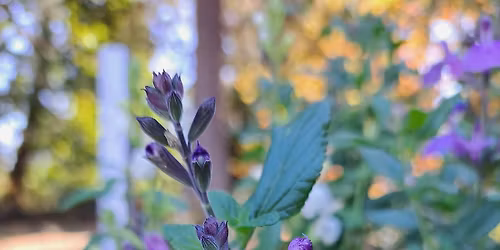 Fall Plant Sale