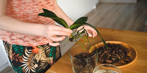 R\u00e9aliser des boutures aromatiques