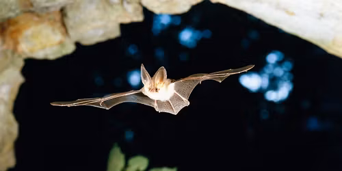 Fladdermusvandring i Karlslund