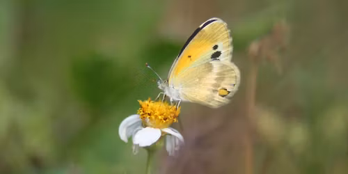 Tiny Wildlife Experience