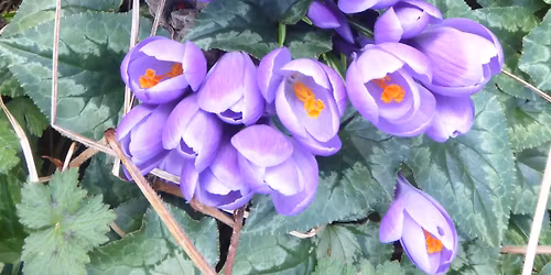 Reflective Day - Brigid and Spring Awakening