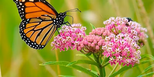 How To Start A Pollinator Garden Seminar