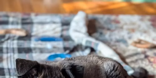 Puppy Meet & Greet at Eagle River Pet Co.