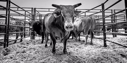 27th Arrigo Dodge Extreme Rodeo