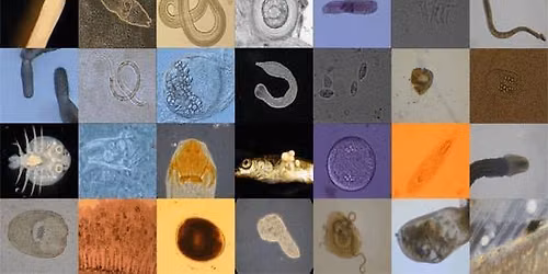 The Wee Beasties Inside: An Introduction to Parasitology
