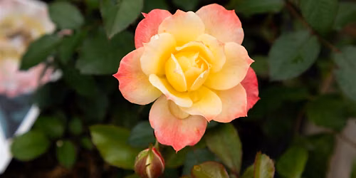 Free Garden Talk - Roses