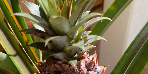 The Pineapple Sessions