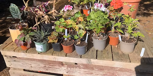 FoVS: Spring Plant Sale