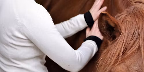 Kurssip\u00e4iv\u00e4: Hyvinvointia hevoselle akupainannalla