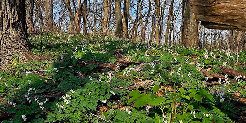 Keystone Species in Woodland Ecosystems