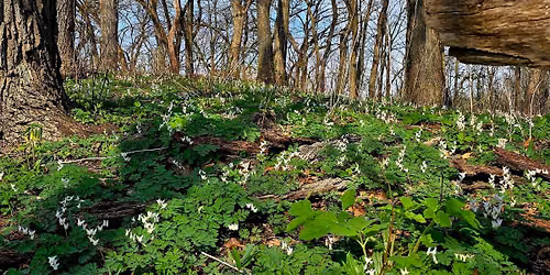 Keystone Species in Woodland Ecosystems