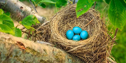 Nature Play Day After Hours: The Art of Nests