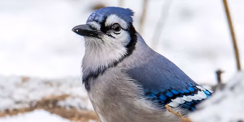 Chippewa Falls: Christmas Bird Count