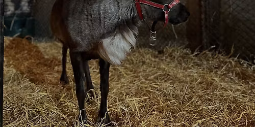 Father Christmas Experience 2025