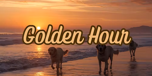 Golden Hour - Gathering of Golden Retrievers on Dewey Beach