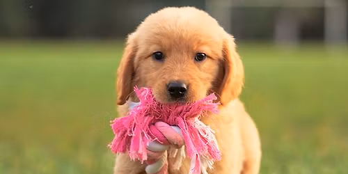 Puppy Play
