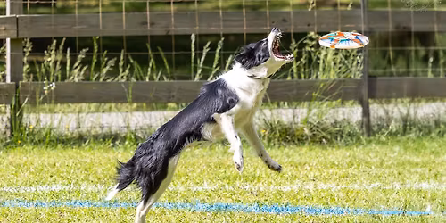 Game of Thrones "Spring is Coming" Updog Games and Freestyle!