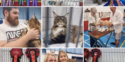 Wyvern Cat Club Championship Cat Show \u2013 A Great Day Out for Cat Lovers