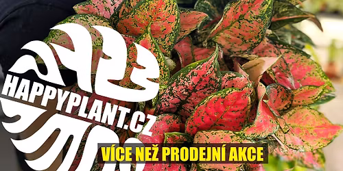 Mat\u011bj z HAPPYPLANT\ud83d\udd25 Exotick\u00e9 pokojovky \ud83c\udf3f DOMA\u017dLICE