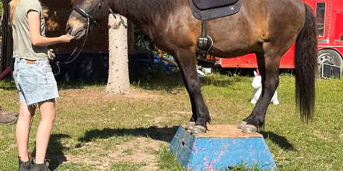 F\u00e6llestr\u00e6ning - agility og ponygames