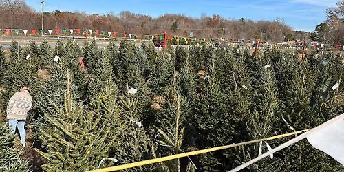 Opening Weekend at Holly Berry Christmas Trees