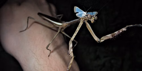 New Moon Moths